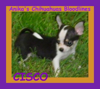 anika's felicity magic martdigraz, anika's chihuahua, blacktri colorted chihuahua,chihuahua grandson of mardigraz my specialty champion
