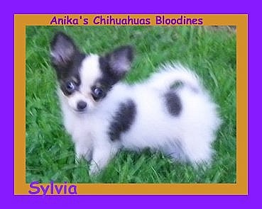 anika's chihuahuas, anika-chihuahuas,jacqui-beth,chihuahua,anika blue chihuahua, chihuahua breeding